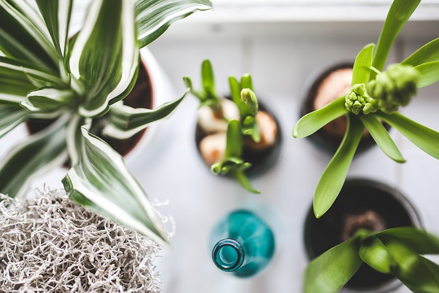 観葉植物のある暮らしをはじめたい！